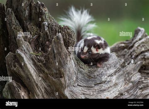 Eastern Spotted Skunk Spilogale Putorius Peers Over Log Tail Lifted