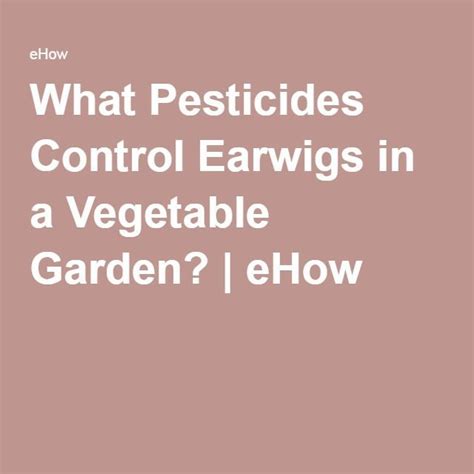 But especially in rainy years, earwigs in the garden become so numerous that they turn up everywhere and eat things you wish they wouldn't. What Pesticides Control Earwigs in a Vegetable Garden
