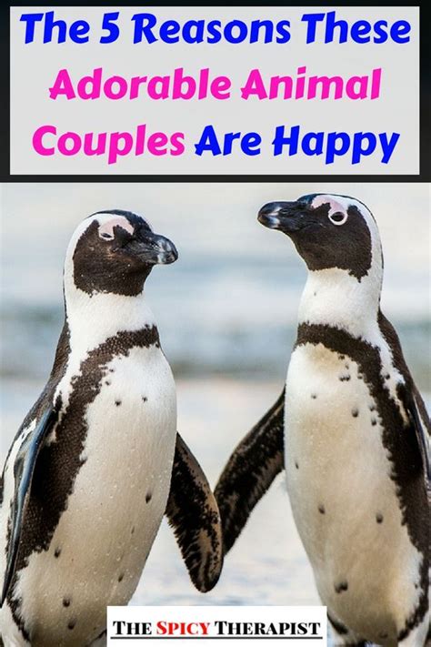 The 5 Reasons These Adorable Animal Couples Are Happy Cute Animals Adorable Animals