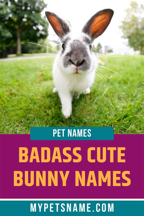 602 Unique Bunny Name Choices Artofit