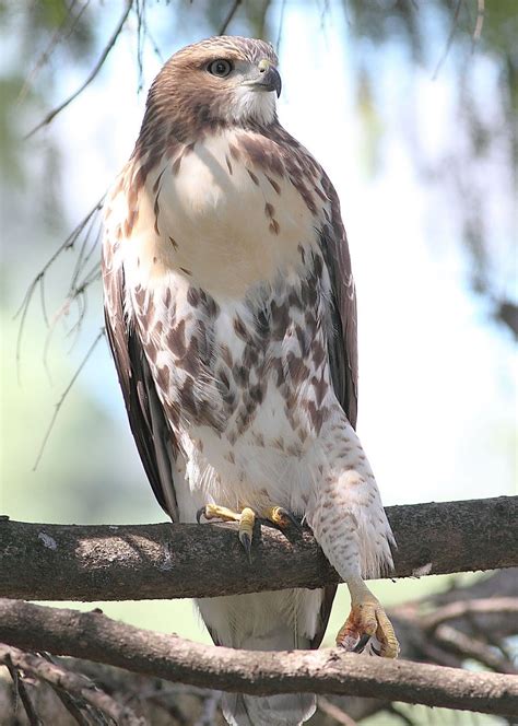 Exploring The Different Types Of Hawks And How To Identify Them By