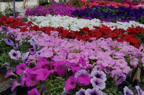 When Should I Plant Annual Flowers Mps Property Services