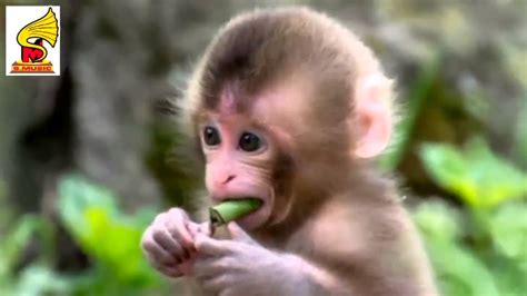 Monkey Sounds And Monkey Pictures Animal Sound For Children 3 Youtube