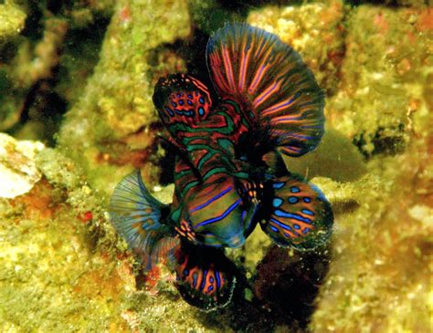 Most Beautiful Fishes In The World 2017 Top 10 List