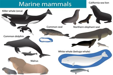 Marine Mammals 238287 Illustrations Design Bundles Mammals