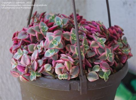 Many succulents look like cacti, but are not. PlantFiles Pictures: Crassula 'Calico Kitten' (Crassula ...