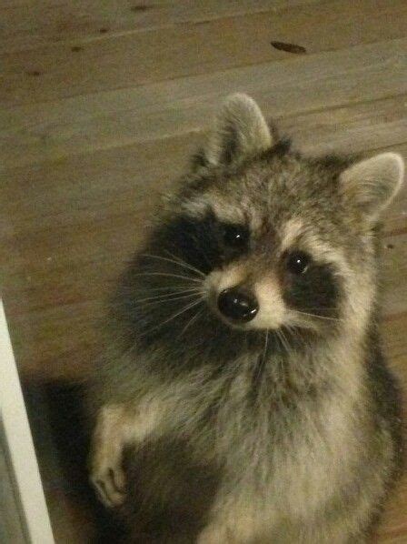 Raccoon At The Door Big Boy Super Cute Though Mapaches Divertidos