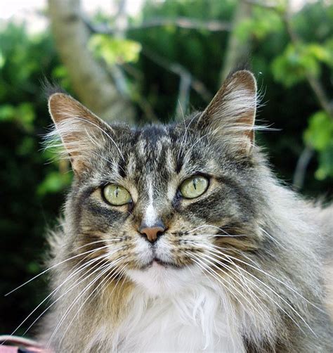 Grey Norwegian Forest Cat Personality Animal Friends