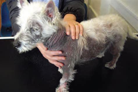 Atopic Dermatitis In Dogs Part 1 Diagnosis Vet Cpd