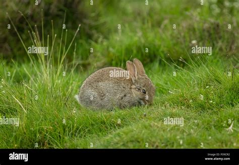 Nativo De Conejo El Conejo Silvestre Europeo Un Conejo Joven En