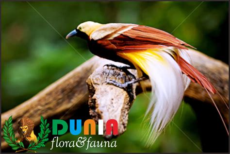 Mangunwijaya diterbitkan pertama kali oleh penerbit djambatan, jakarta, agustus tahun 1981. 5 Burung dengan warna tercantik di dunia - Dunia flora dan ...
