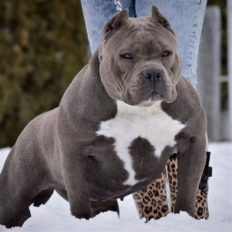 The american bully, or bully pit, is a muscular, stocky, mix breed. american bully - uludağ sözlük