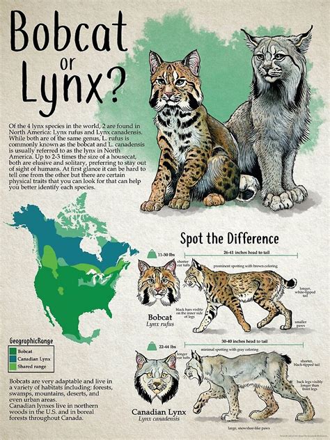 Bobcat Vs Lynx Comparison Identification Infographic Poster For Sale