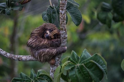 Three Toed Sloth Sean Crane Photography