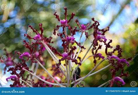 Beautiful Clusters Of Purple Laelia Undulata Tall Orchid Flowers