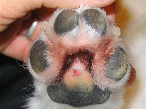 Cat paws are frequently injured. Pool Safety Tips for Dogs | Dog Trainer in San Diego: The ...