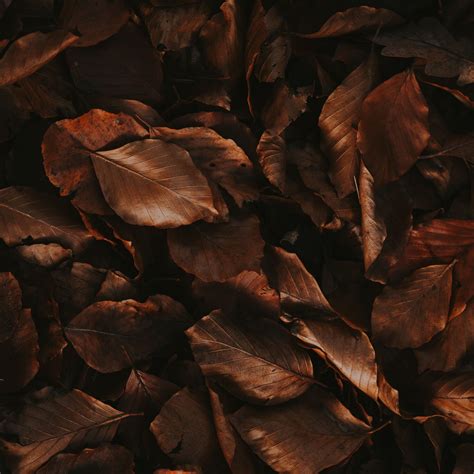 Brown Leaves Wallpapers Top Free Brown Leaves Backgrounds