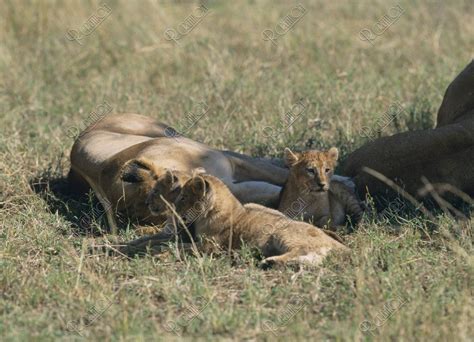 ライオンの家族 ケニア マサイマラ 写真 アールクリエーション