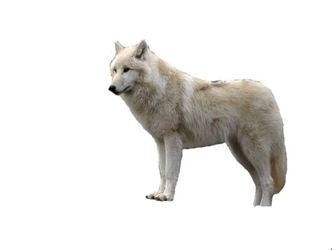 Download free png wolf png image, picture, download, download png. Wolf PNG Transparent Images | PNG All