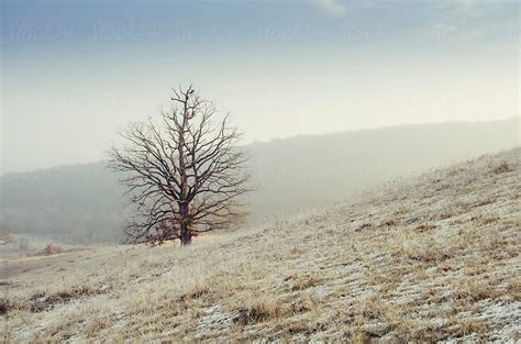 Tree On Frozen Winter Meadow By Stocksy Contributor Cosma Andrei