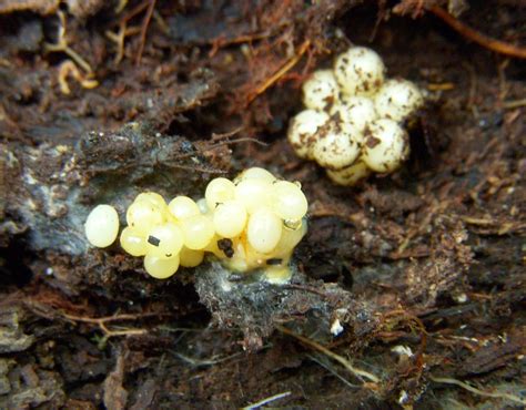 Salamander Eggs Field Herp Forum