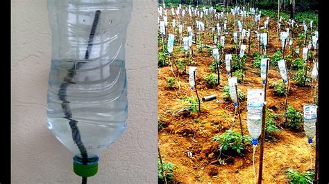 Plastic Bottle Drip Water Irrigation System Very Simple Easy 6 Ll Diy