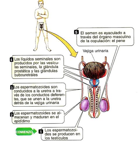 Caractersticas Del Aparato Reproductor Masculino Sistema Reproductor