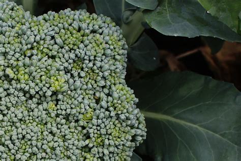 Cu Broccoli Flower Head A Photo On Flickriver
