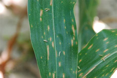 Corn Disease Update July 4 2015 Southern Rust Observed In Five