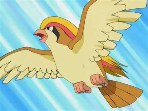 25 Awesome And Interesting Facts About Pidgeotto From Pokemon Tons Of