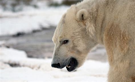 Male Polar Bear Kills Female Polar Bear At Detroit Zoo Wjmn