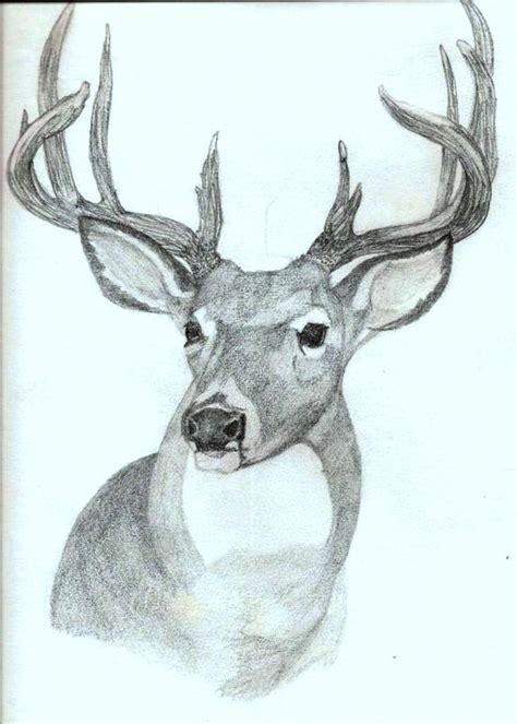 Pin By Larú Leveroni Chinchilla On Animales Deer Drawing Animal