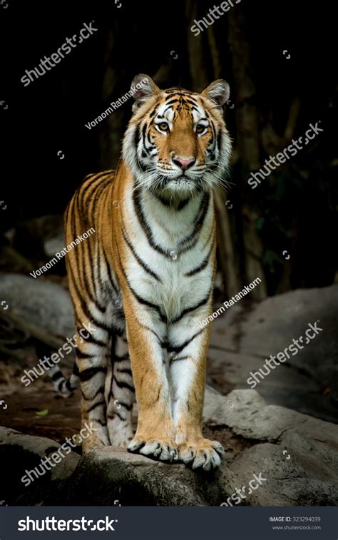 Bengal Tiger Stand Up And Looking Forward To Something Stock Photo