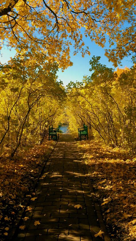 Download Wallpaper 1350x2400 Autumn Park Benches Foliage Landscape