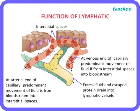 Bio How Is Lymph An Important Fluid Involved In Transportation