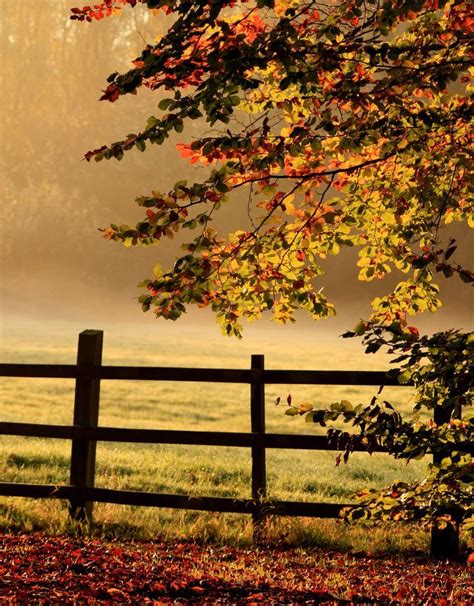 Free Download Autumn Colours Autumn Morning Beautiful Nature Scenery