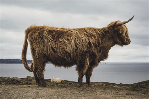 400 Free Highland Cow And Cow Photos Pixabay