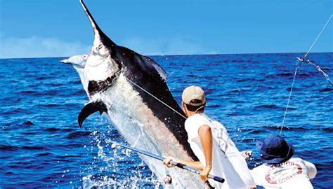 Cap Cana Anuncia Torneo De Pesca Al Marlin Blanco 2022 Adompretur