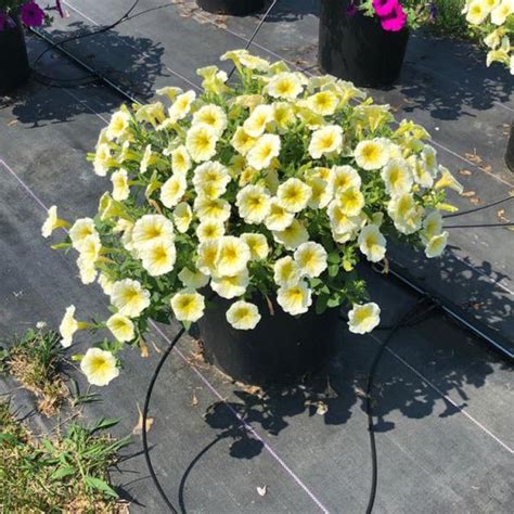 Petunia Trailing Easy Wave Yellow Friends School Plant Sale