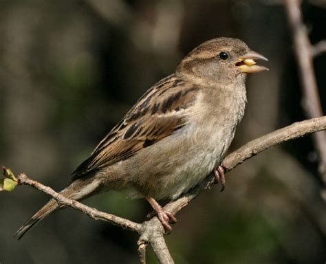 Female Tree Sparrow By Karenpics Ephotozine