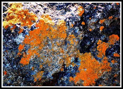 Shutterbugs Capturing The World Around Us Lichen Shapes And Colors