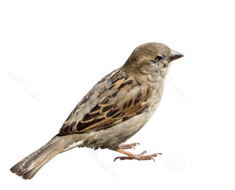 Free Sparrow Png Transparent Images Download Free Sparrow Png