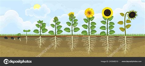 El Girasol Life Cycle Of A Sunflower El Ciclo De Vida Life Cycle Of A