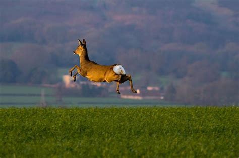Deer Leap Flickr Photo Sharing Deer Cool Pictures Leaping