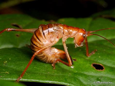 Anostostomatidae Insects Ecuador Bugs