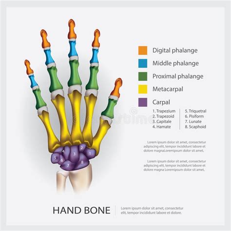 Hand Bone Anatomy With Detail Stock Vector Illustration Of Movement