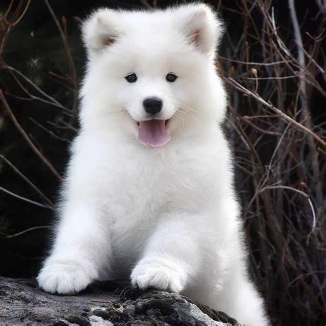 Happifying Samoyed Puppy Samoyed Dogs Cute Dogs