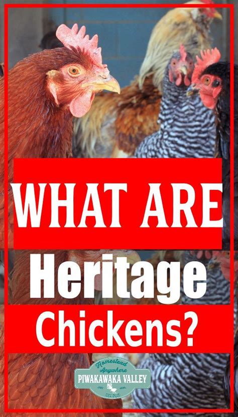 Heritage Chicken Breeds And Why They Are Better Heritage Chickens