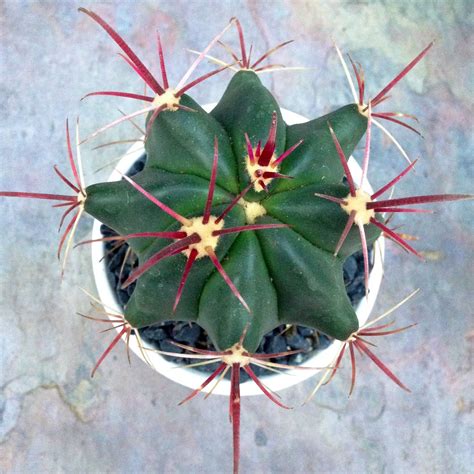 Fire Barrel Cactus Cactus Plants Cacti And Succulents Cactus Flower