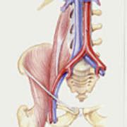 Pelvic Anatomy Photograph By De Agostini Picture Library Universal